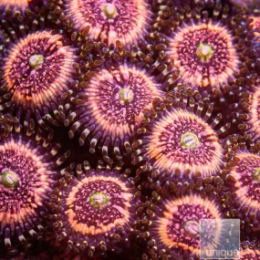 Pink Zoanthid Frag Pink Zipper Zoanthus sp.