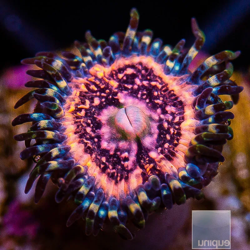 Pink Zoanthid Frag Pink Zipper Zoanthus sp.