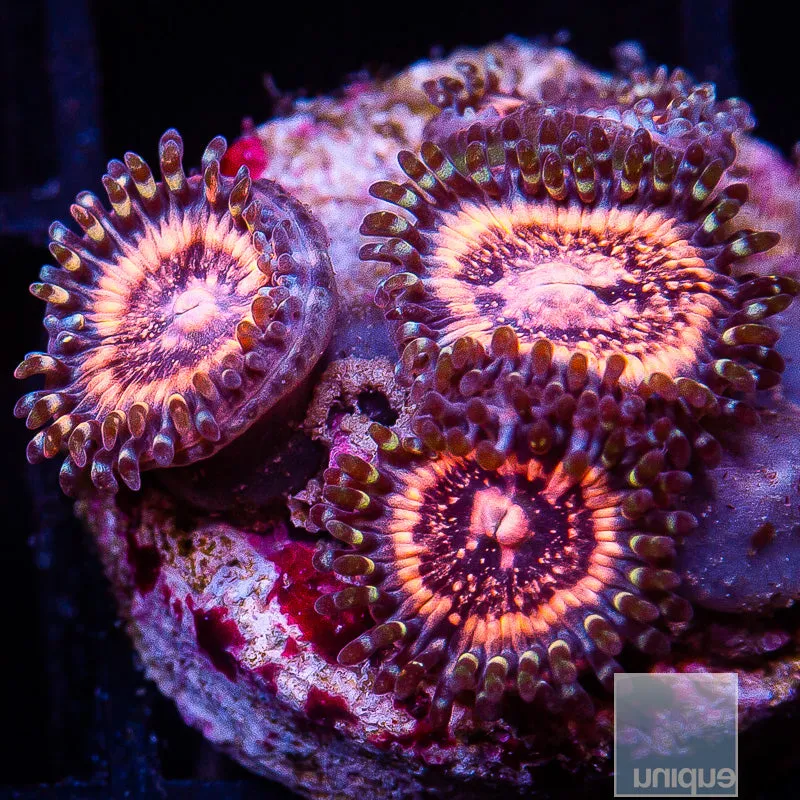 Pink Zoanthid Frag Pink Zipper Zoanthus sp.