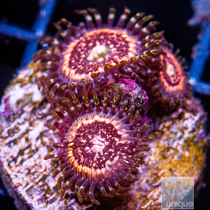 Pink Zoanthid Frag Pink Zipper Zoanthus sp.